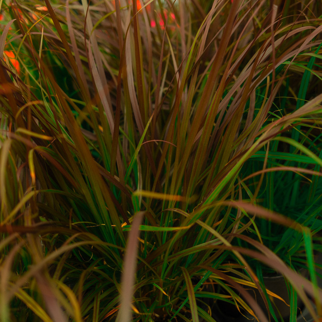 Pennisetum Rubrum (6")
