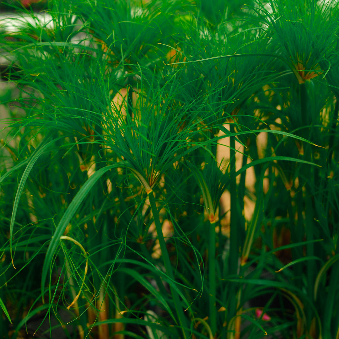 Papyrus nain 'Prince Tut' (6")