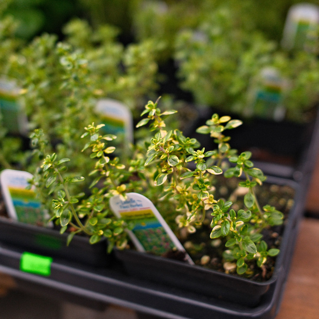 Lemon thyme (4.5")