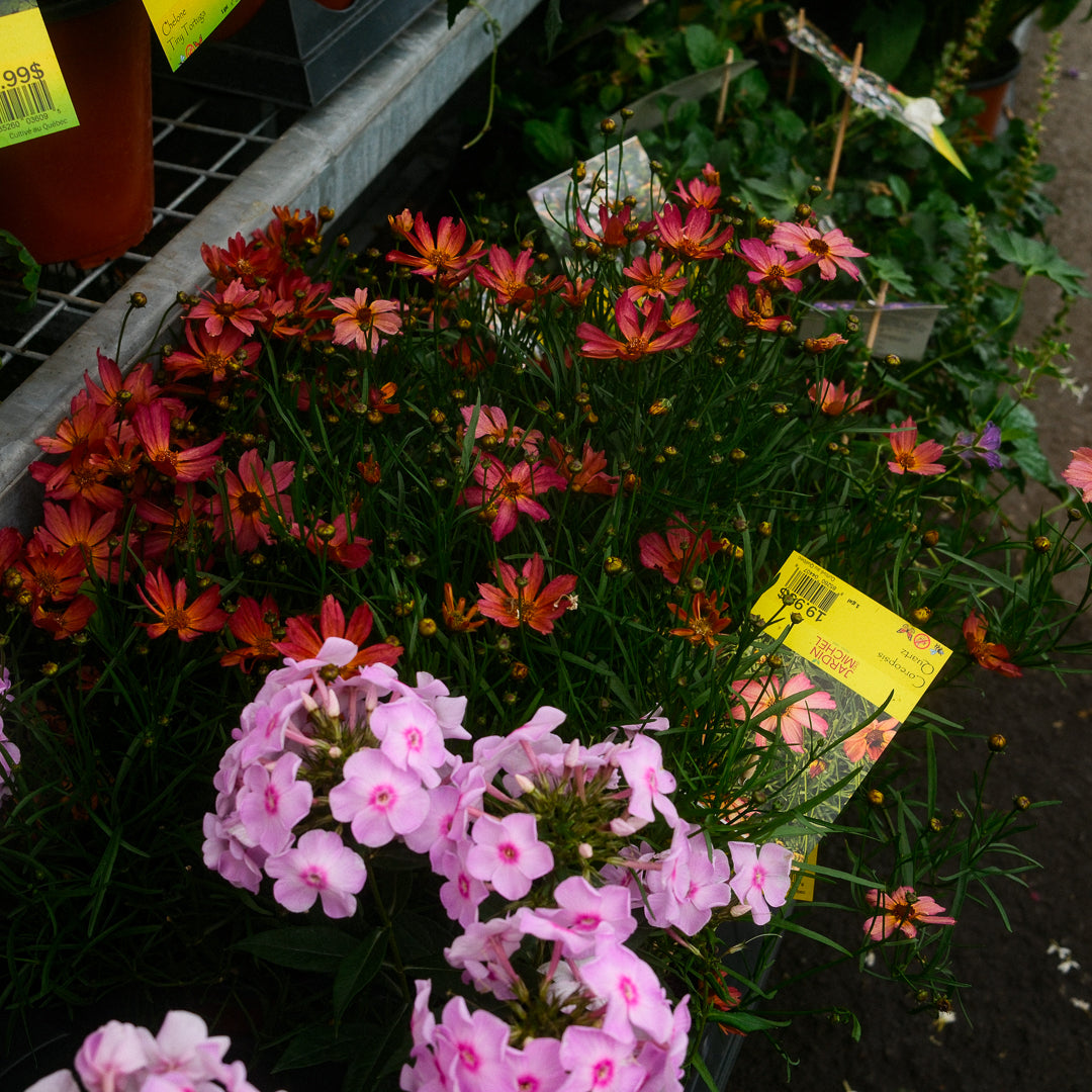 Phlox 'Fancy Girl' (6")