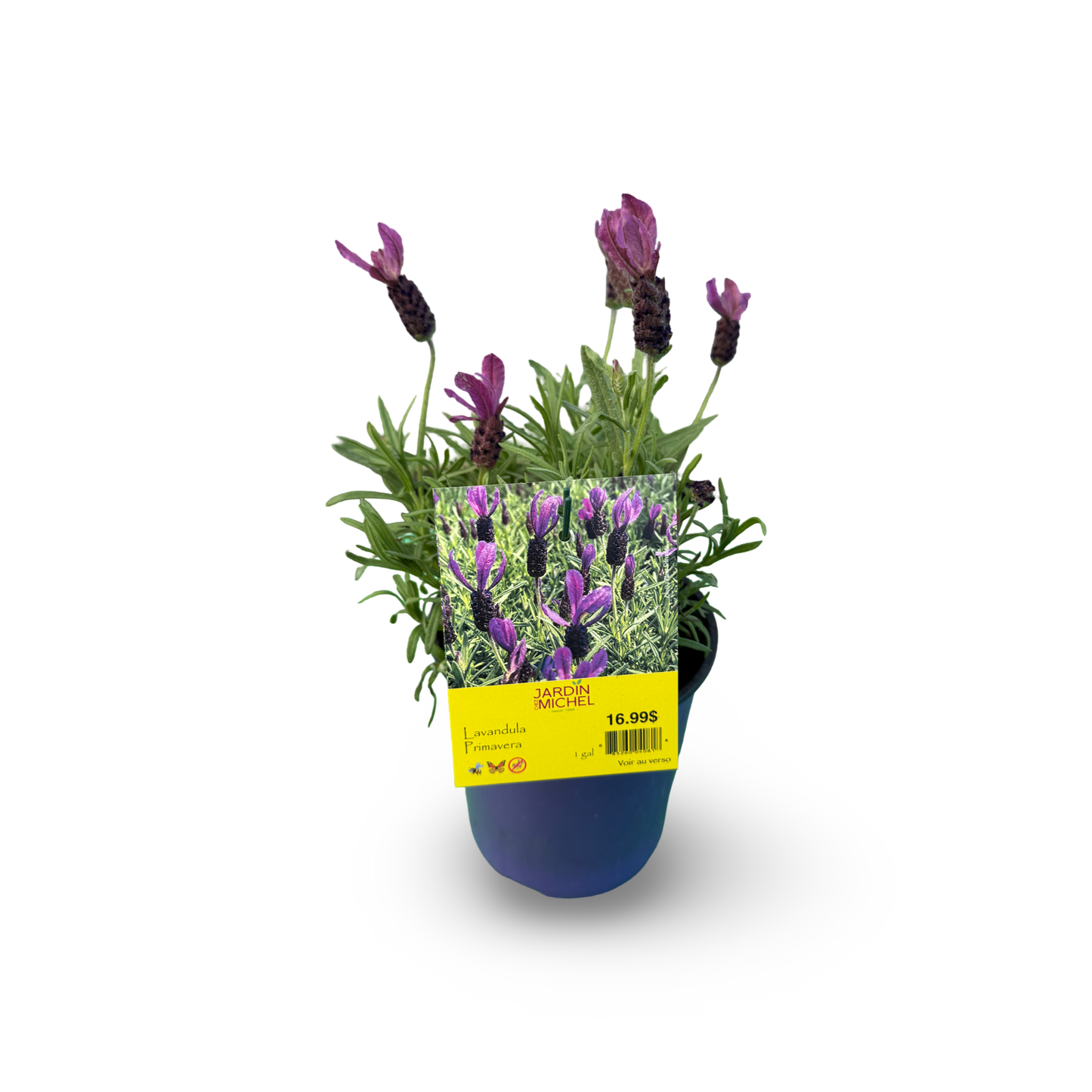 Spanish Lavender 'Primavera' (6")