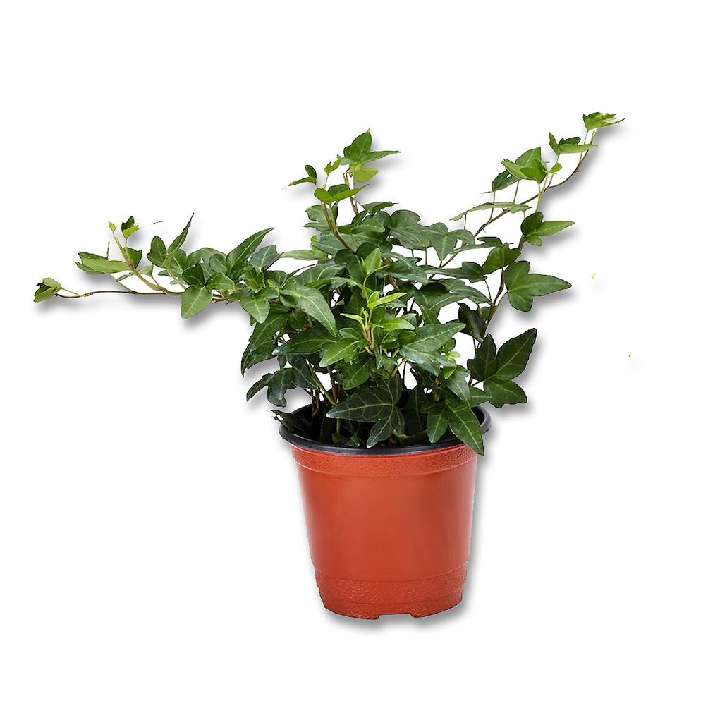 Hedera Helix (3.5")