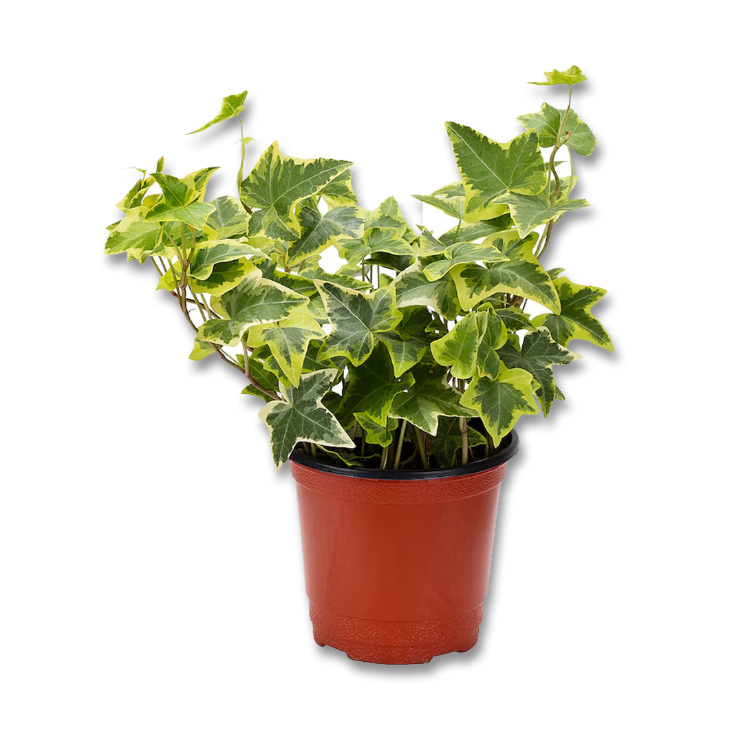 Hedera Helix (3.5")