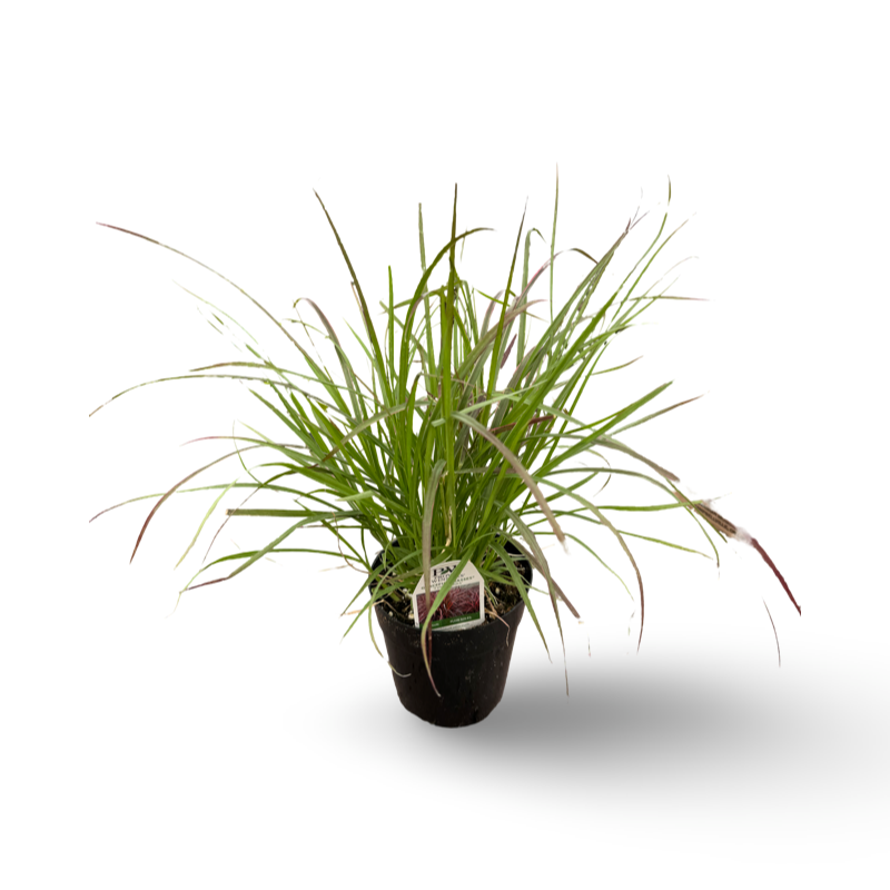 Pennisetum Rubrum (4")