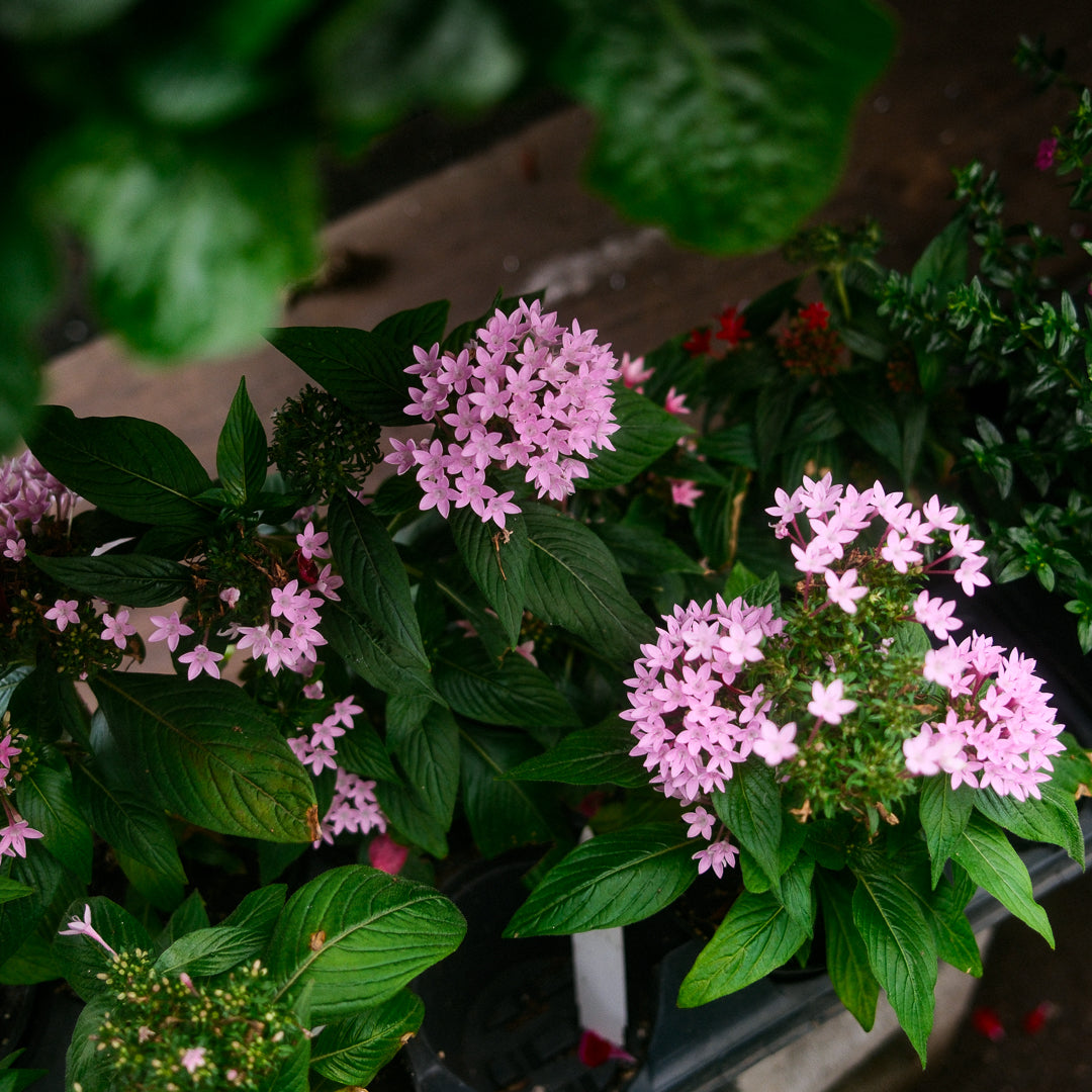 Pentas (4,5")