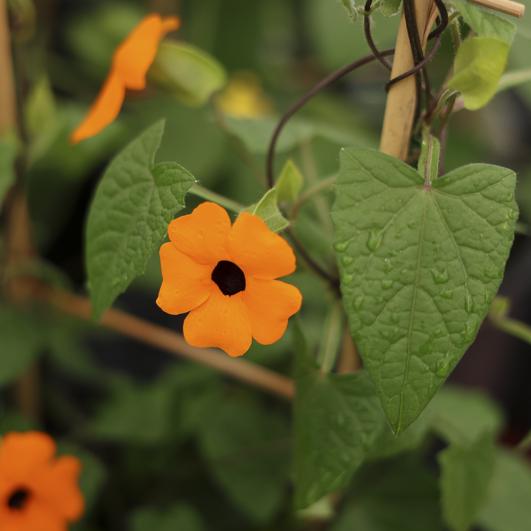 Thunbergia (8")
