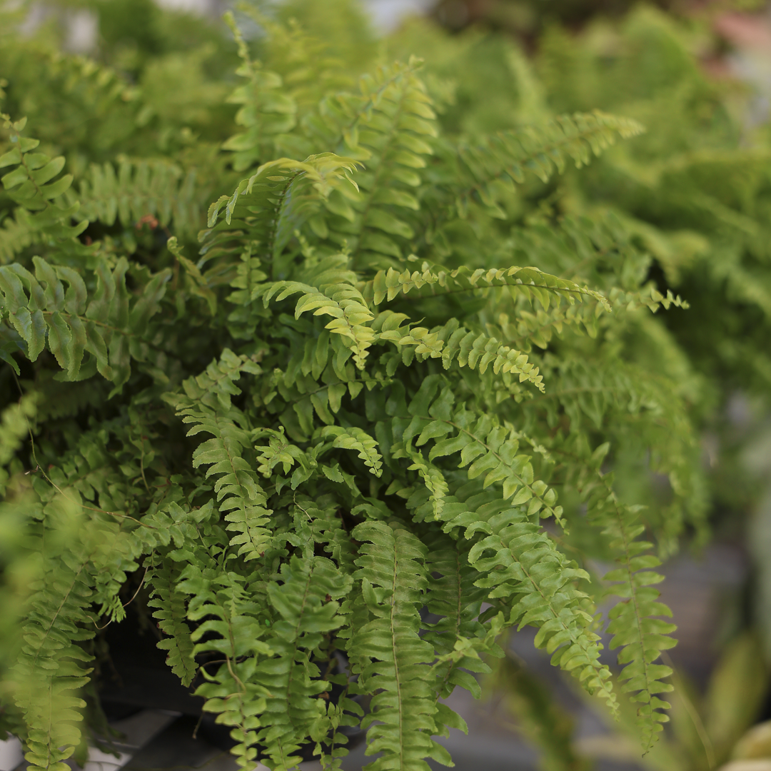 Boston Fern (8")