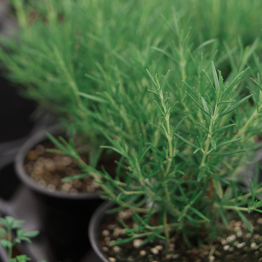 Rosemary (3.5")