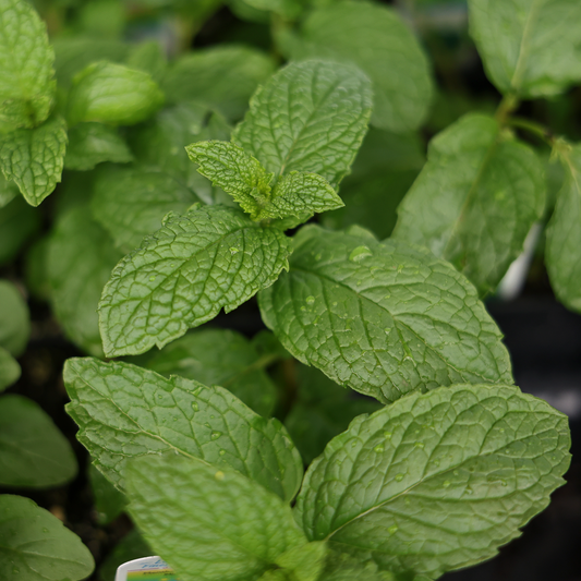 Moroccan Mint (3.5")