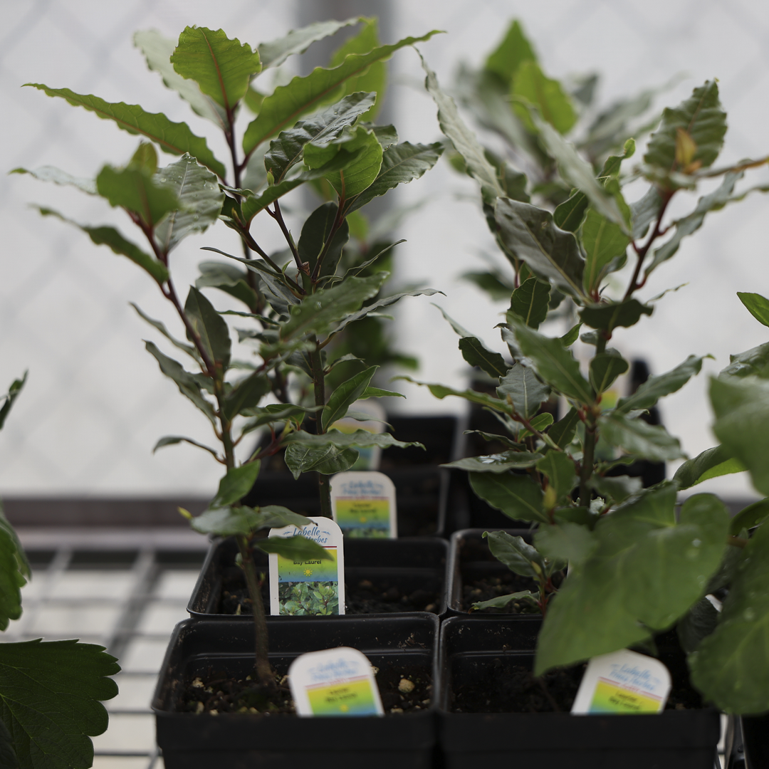 Laurier comestible (4,5")