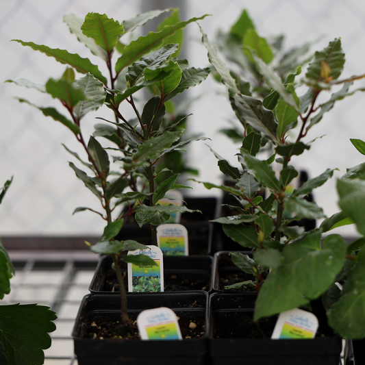 Edible Bay Leaf (4.5")