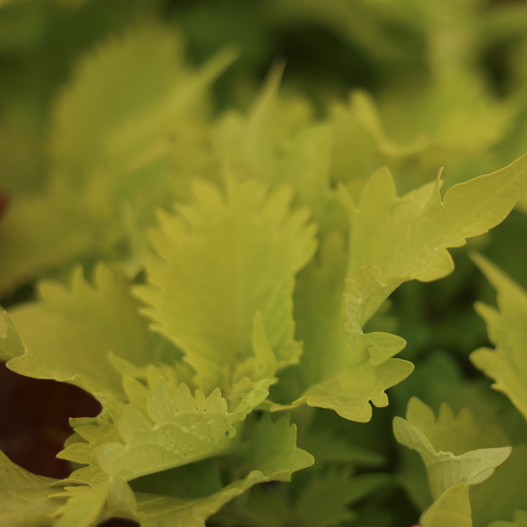 Coleus (4,5")