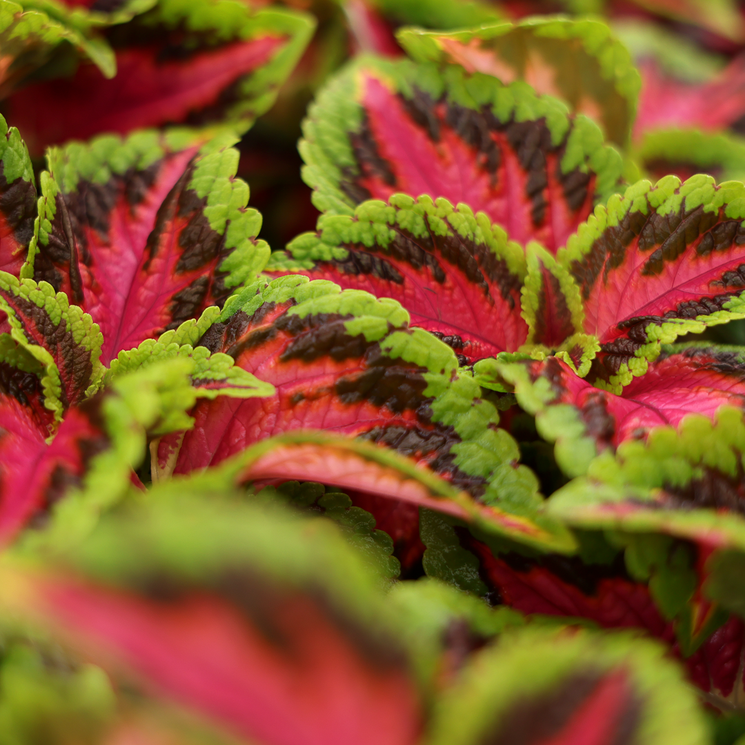 Coleus (4.5")