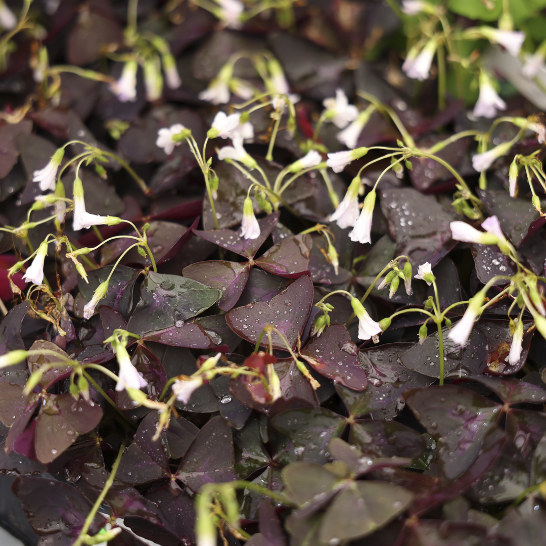 Oxalis (5")