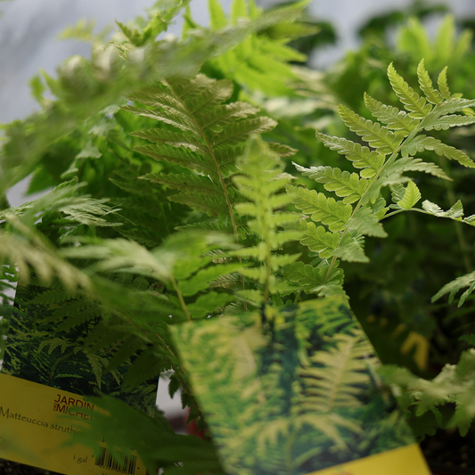 Ostrich Fern (6")