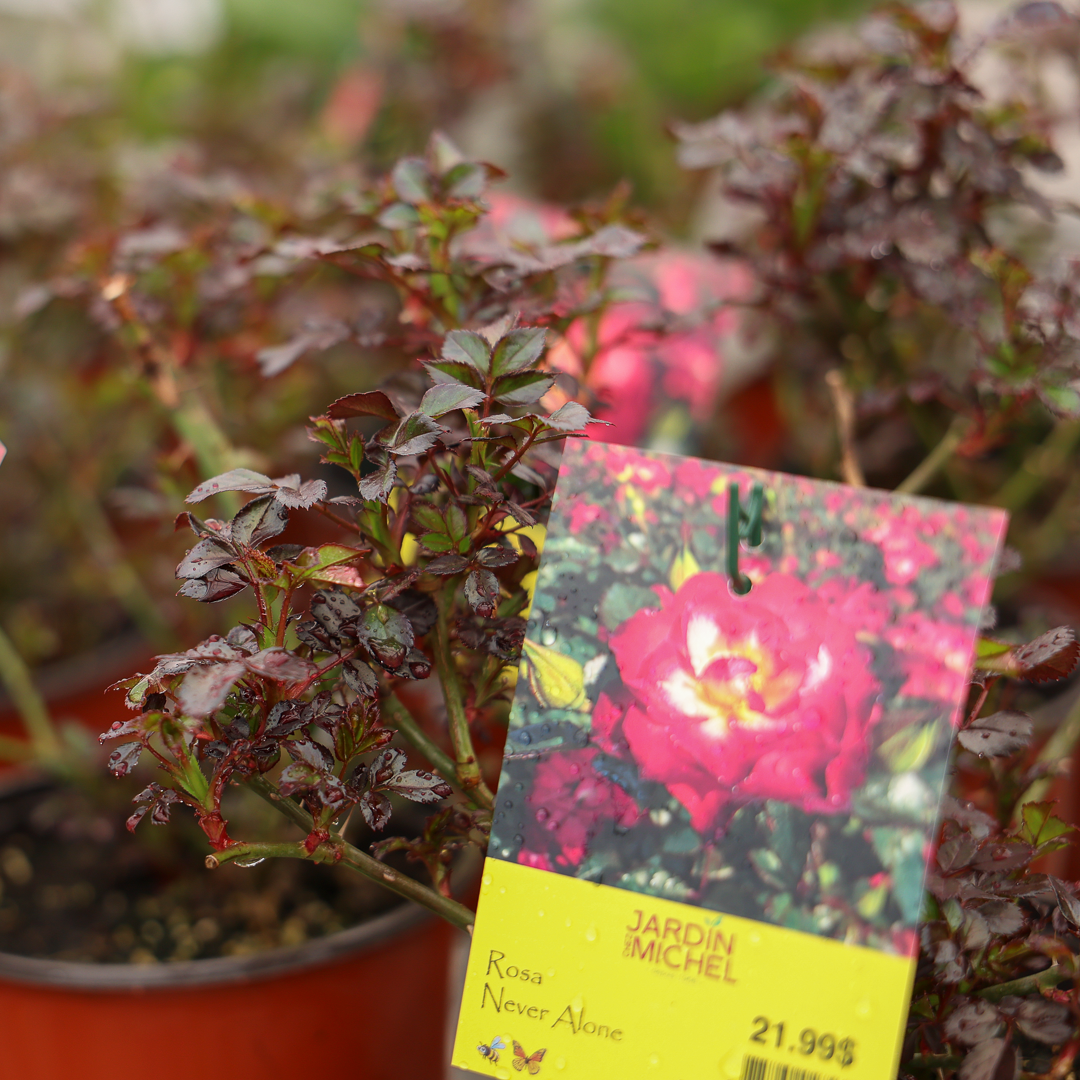 Hardy rose bush (6")