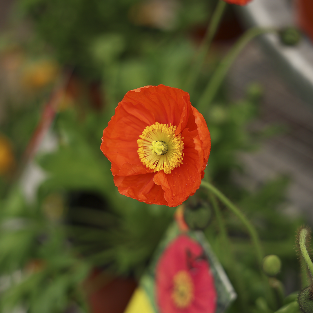Iceland Poppy 'Spring Fever Red' (6")