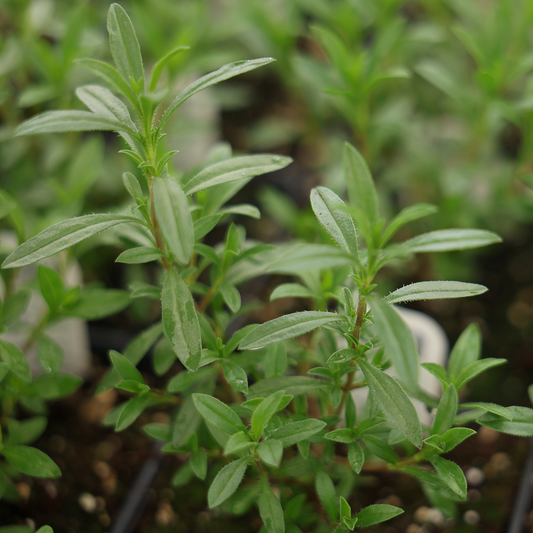 Winter Savory (3.5")