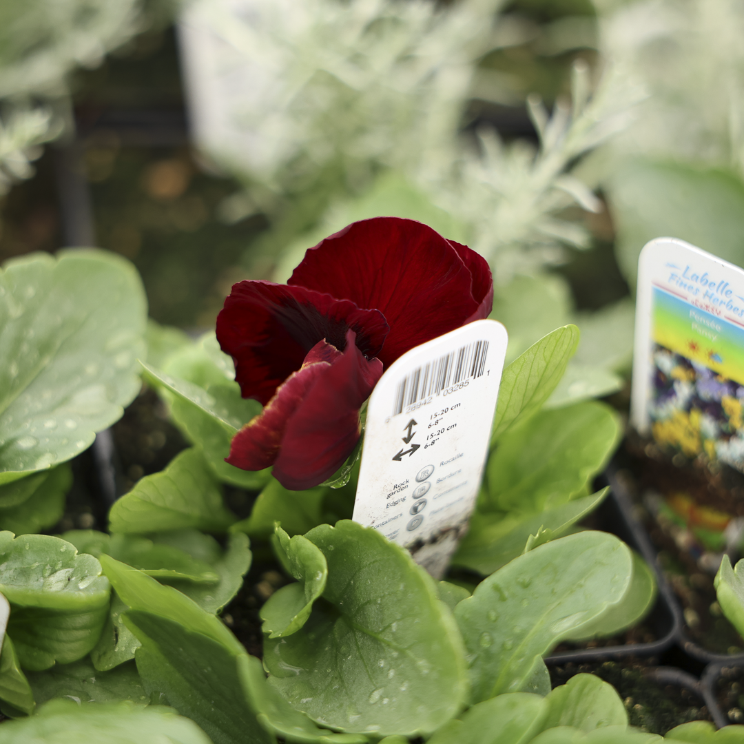 Edible Thought (3.5")