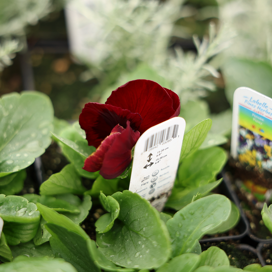 Edible Thought (3.5")