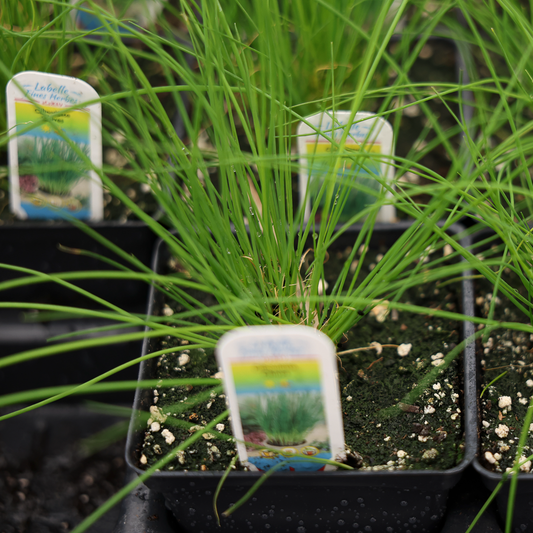 Chives (3.5")