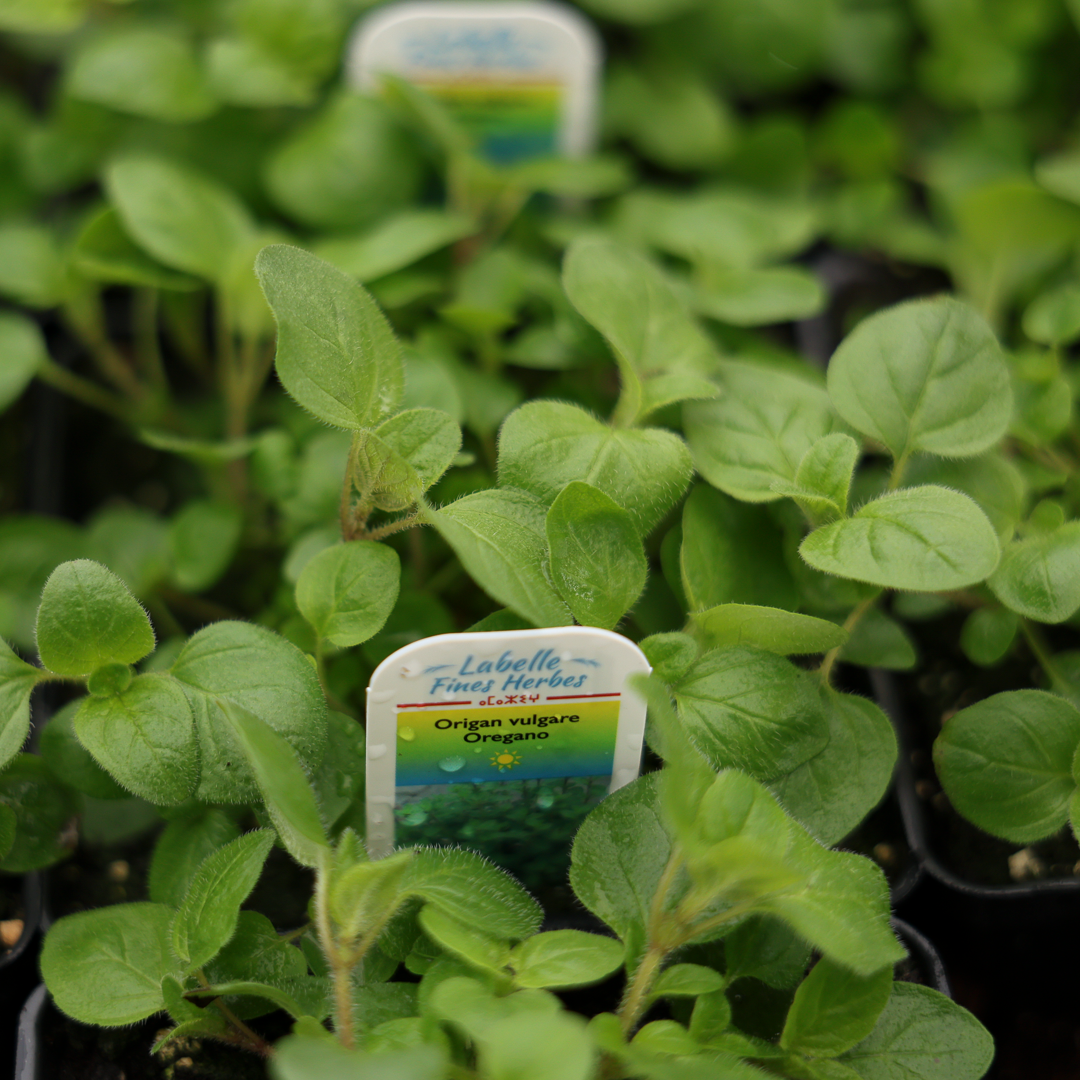 Greek Oregano (3.5")