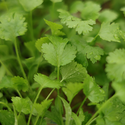 Coriander (3.5")