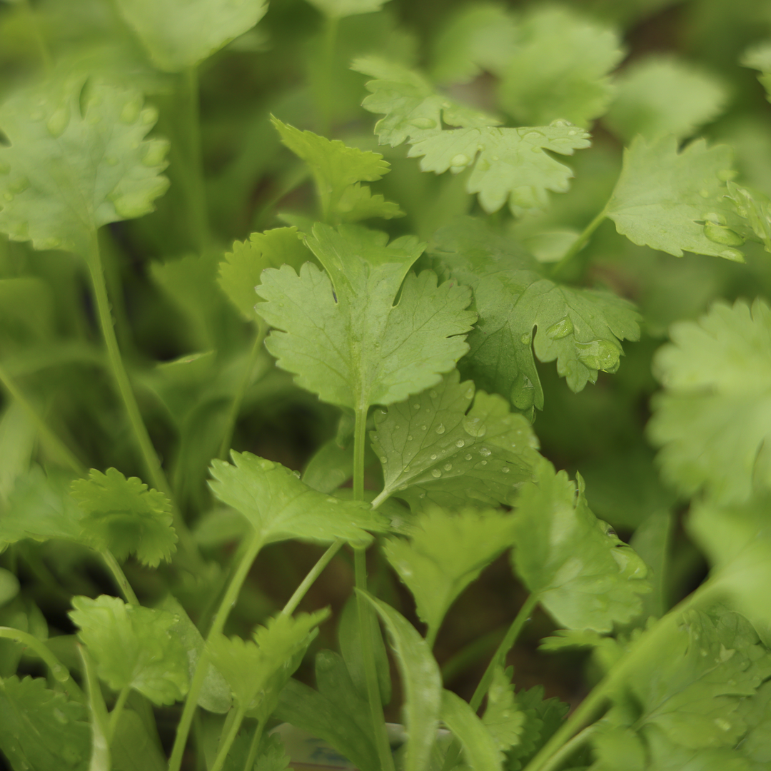 Coriander (3.5")