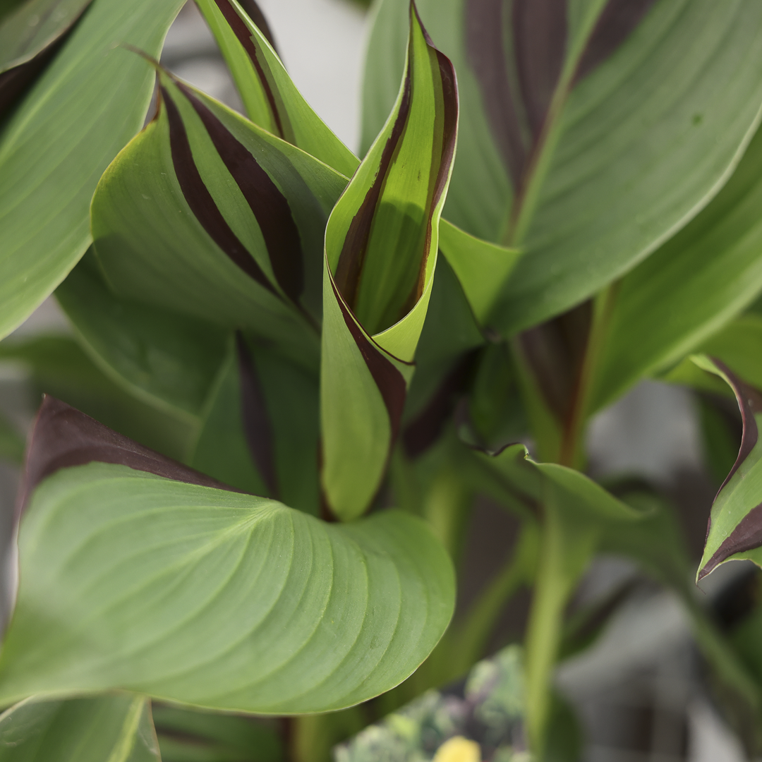 Canna Lily 'Cleopatra' (6")