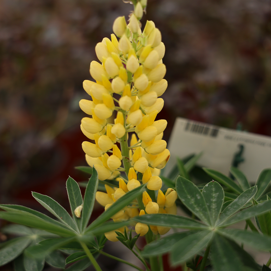 Lupinus Mini Gallery Yellow (6")