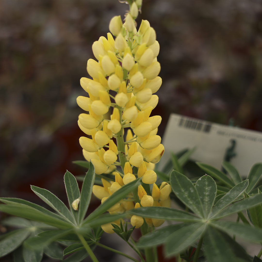 Lupinus Mini Gallery Yellow (6")