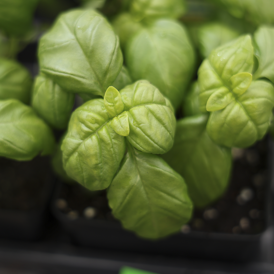 Basil Genovese (3.5")