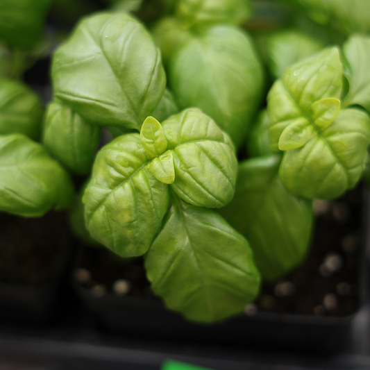 Basil Genovese (3.5")