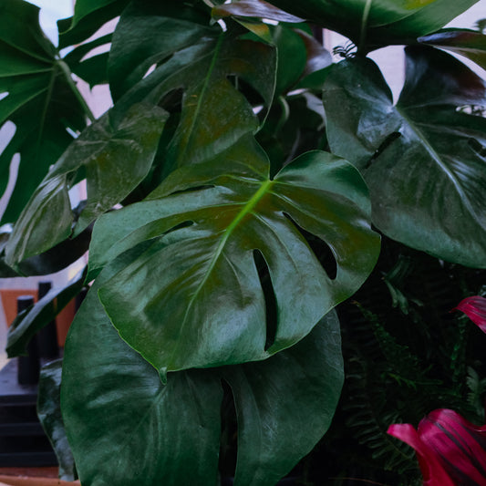 Monstera Deliciosa (8")