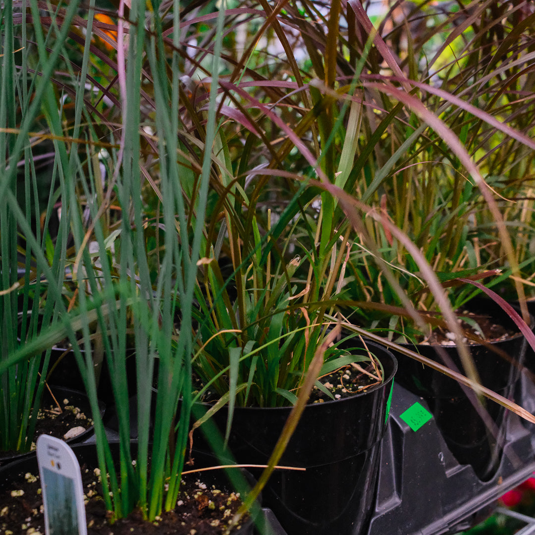 Pennisetum Rubrum (4")