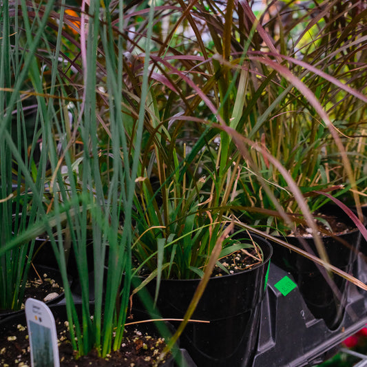 Pennisetum Rubrum (4")