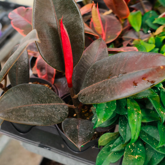Ficus elsastica "Burgundy" (4")