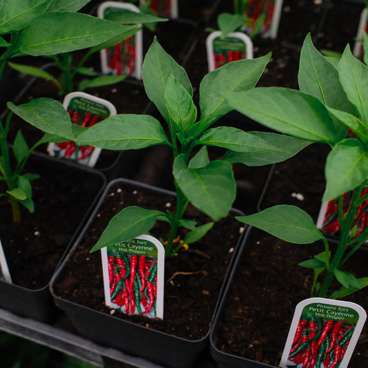 Piment super chili (4,5")
