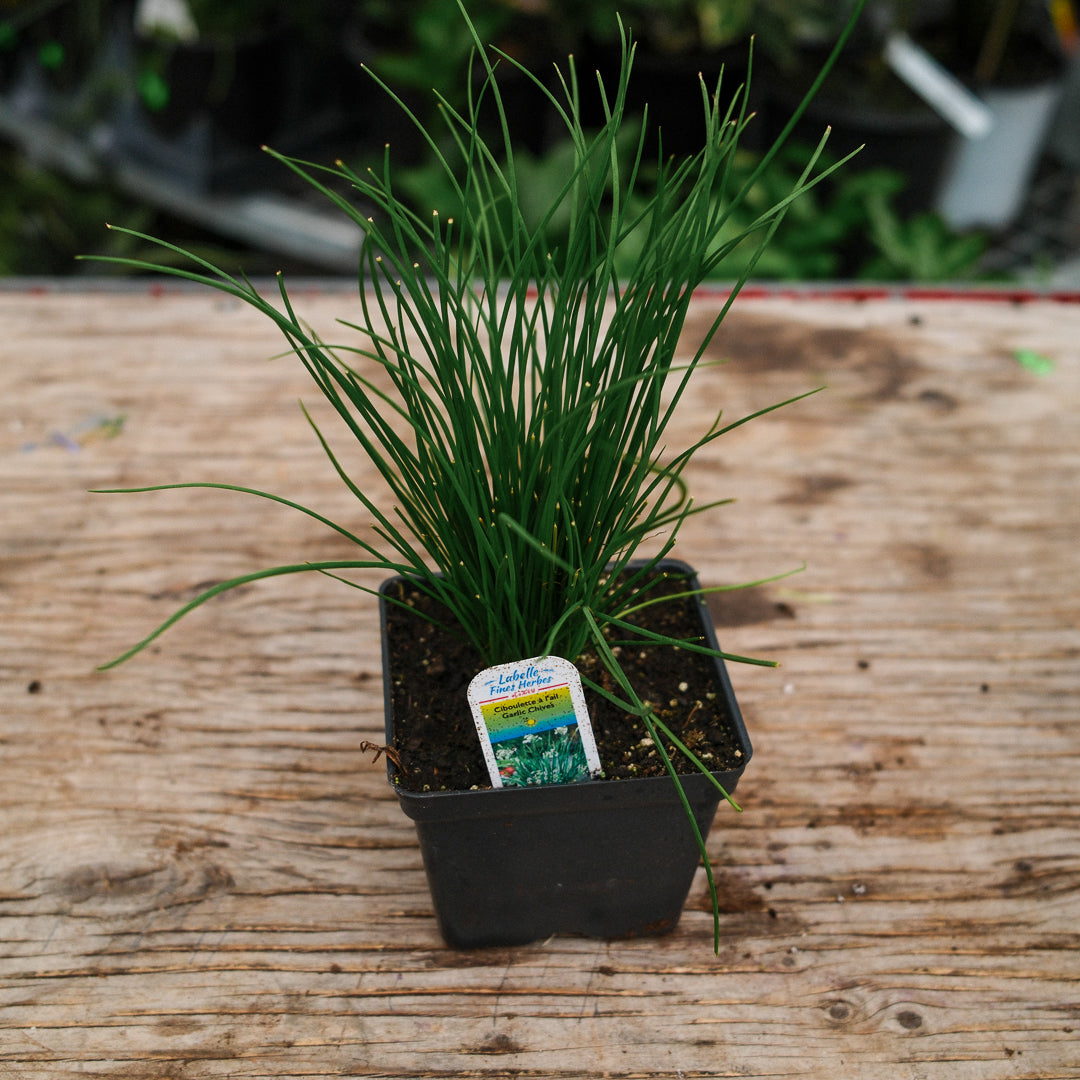 Chives (4.5")