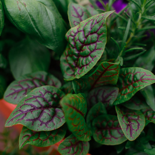 Oseille sanguine (4,5")