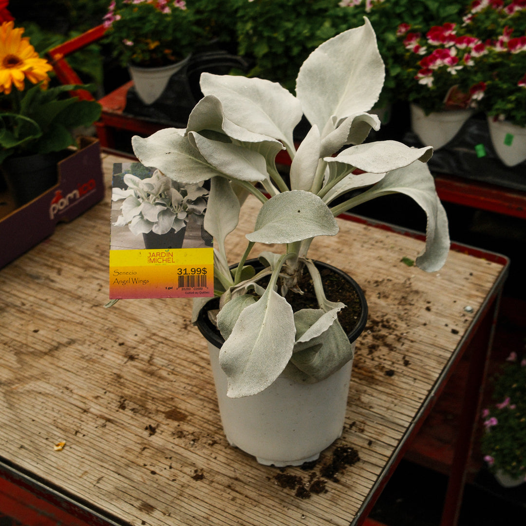 Senecio "Ailes d'anges" (6")