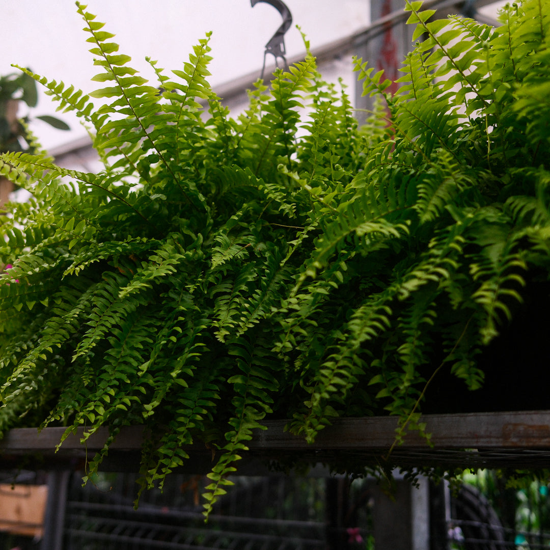 Boston Fern (8")