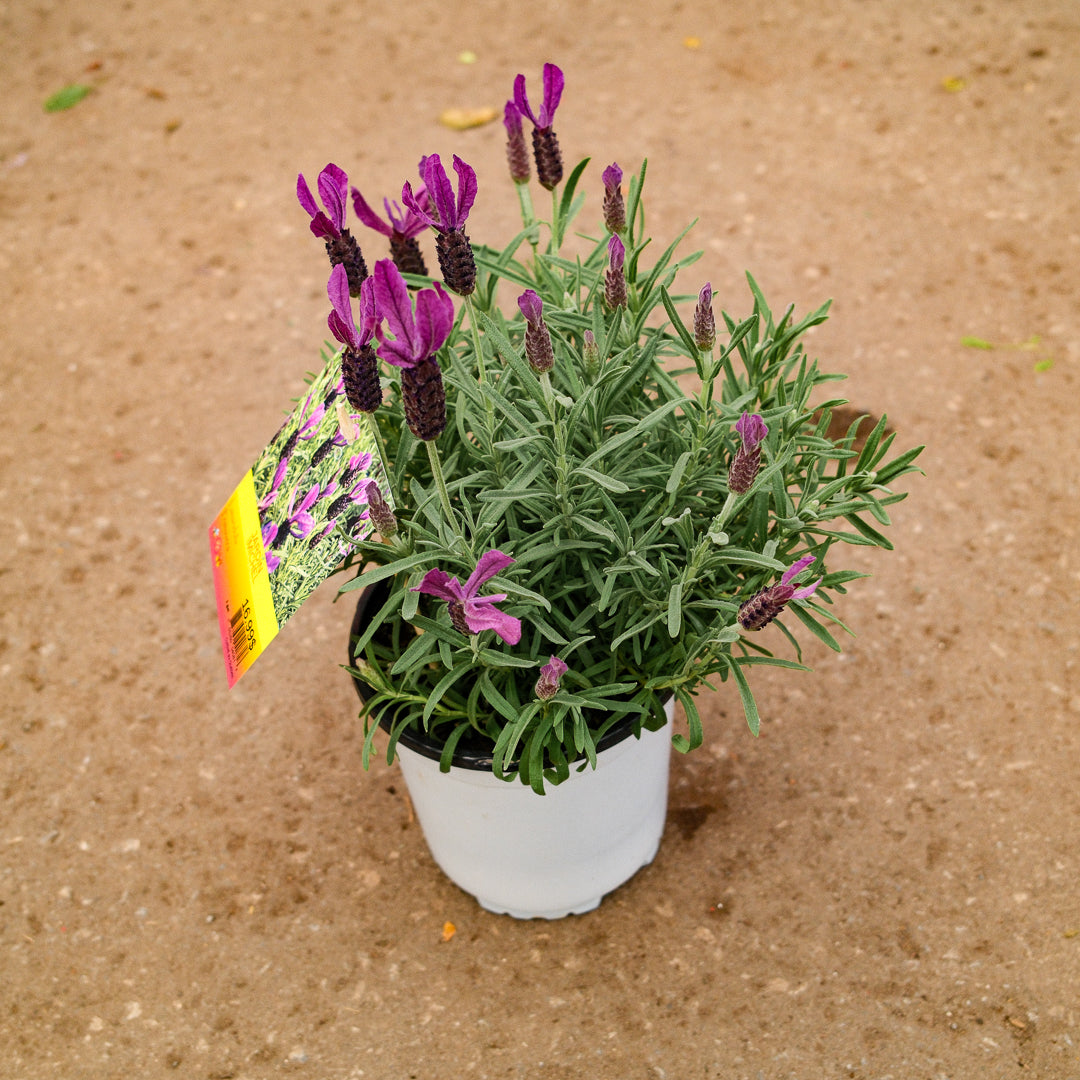 Spanish Lavender 'Primavera' (6")