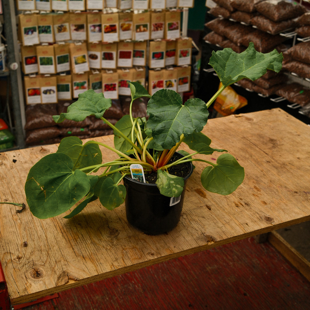 Rhubarb (6")