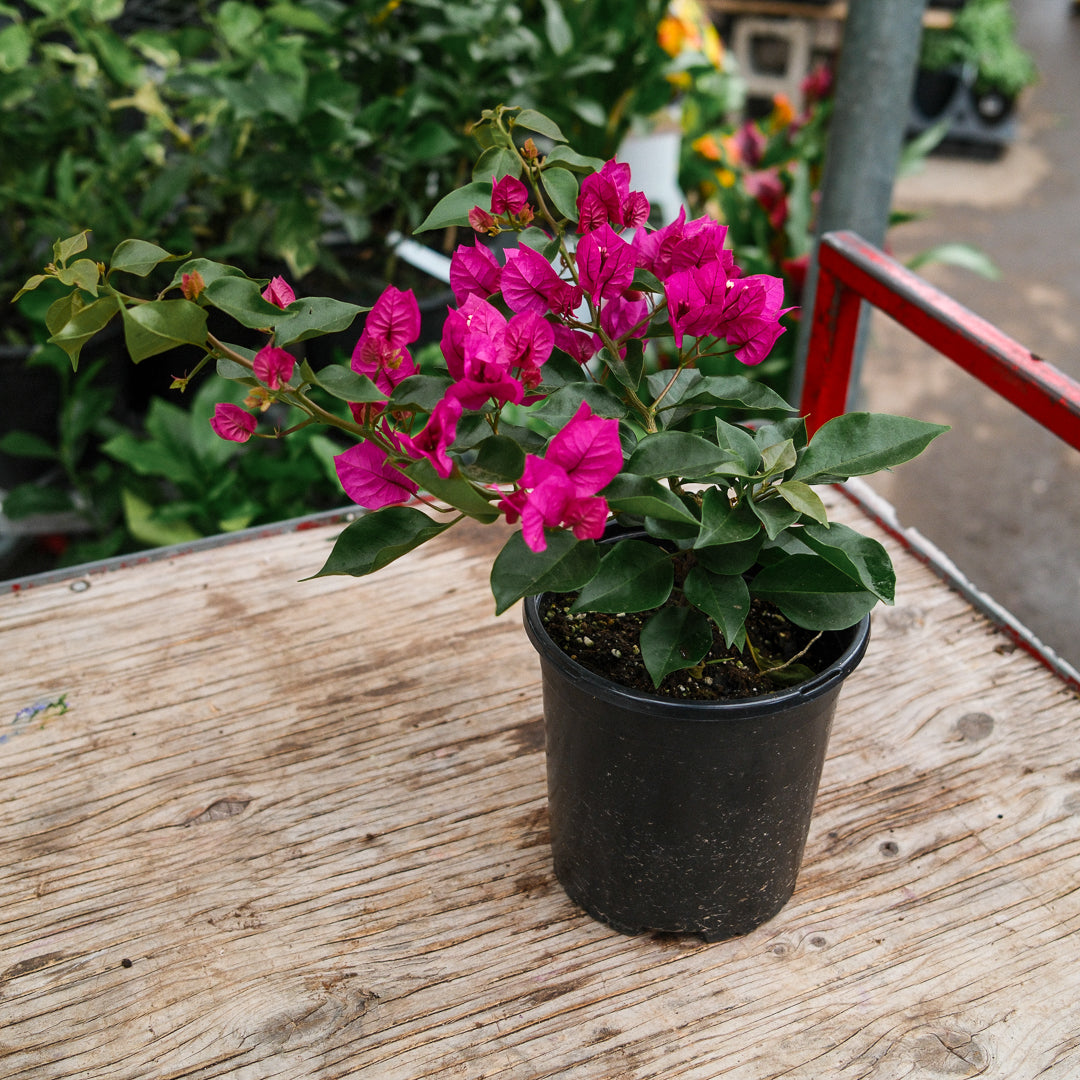 Bougainvillier (6")