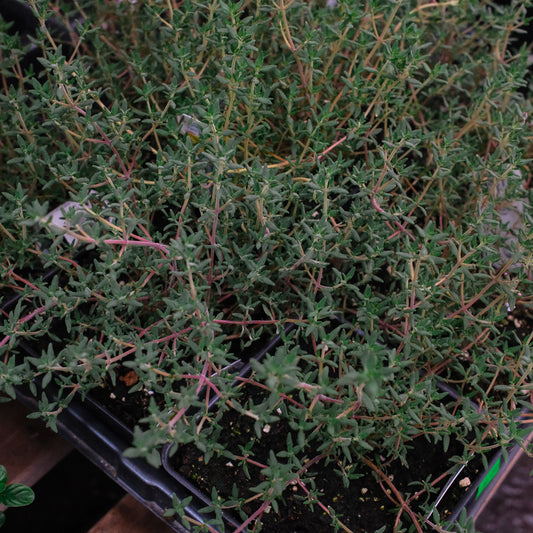 Lemon thyme (4.5")