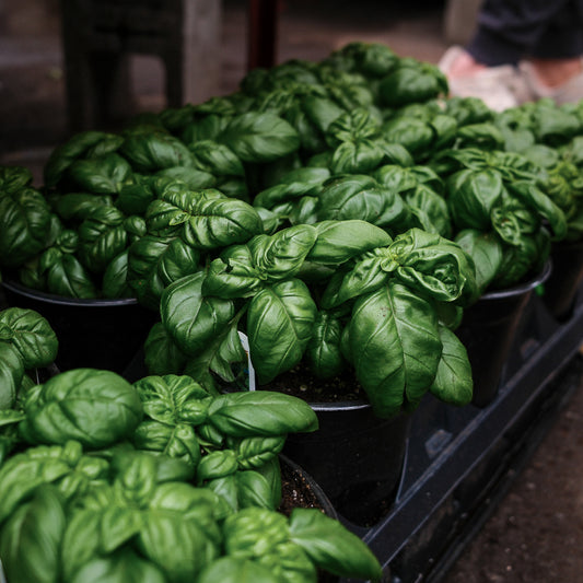 Basil Genovese (6")