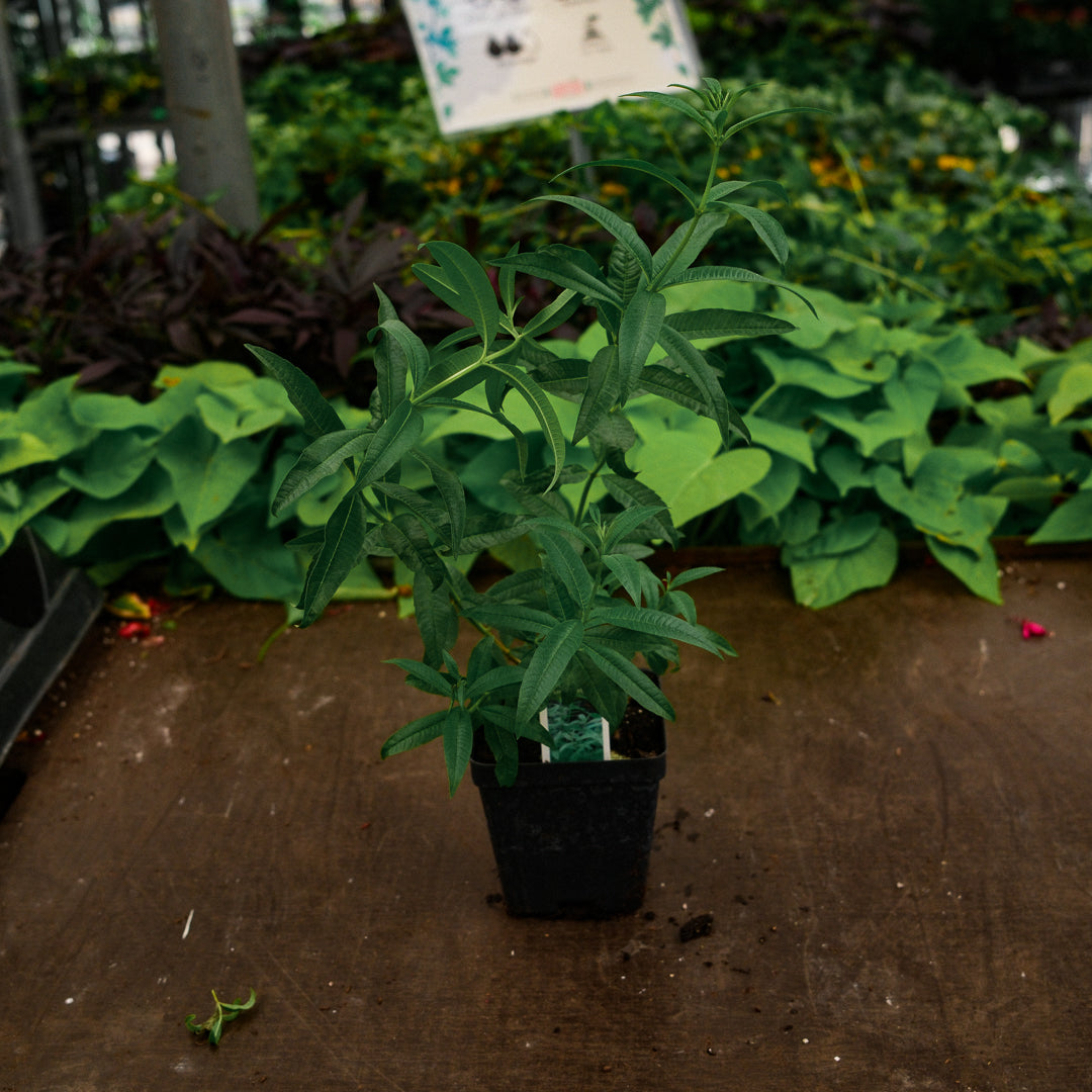 Verveine citronelle (4,5")
