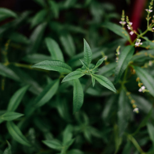 Lemon Verbena (4.5")