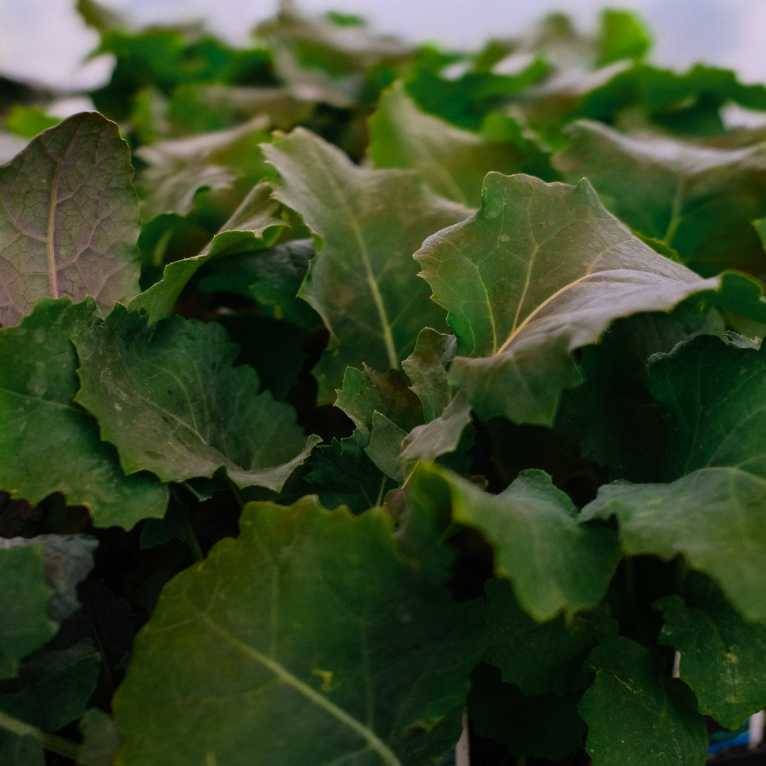 Kale (x6)